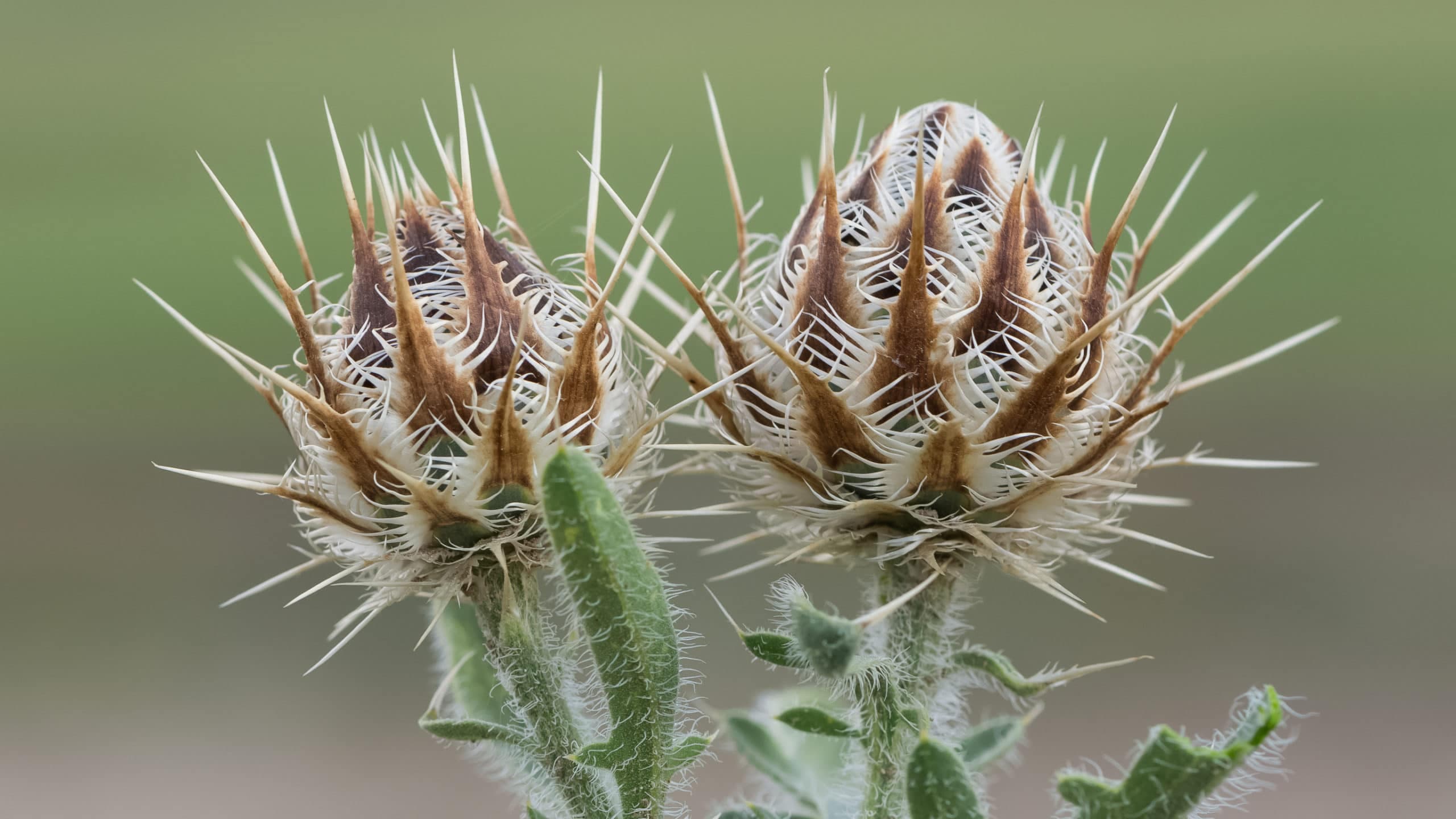 Thorny issues to think through in the run up to industrial action