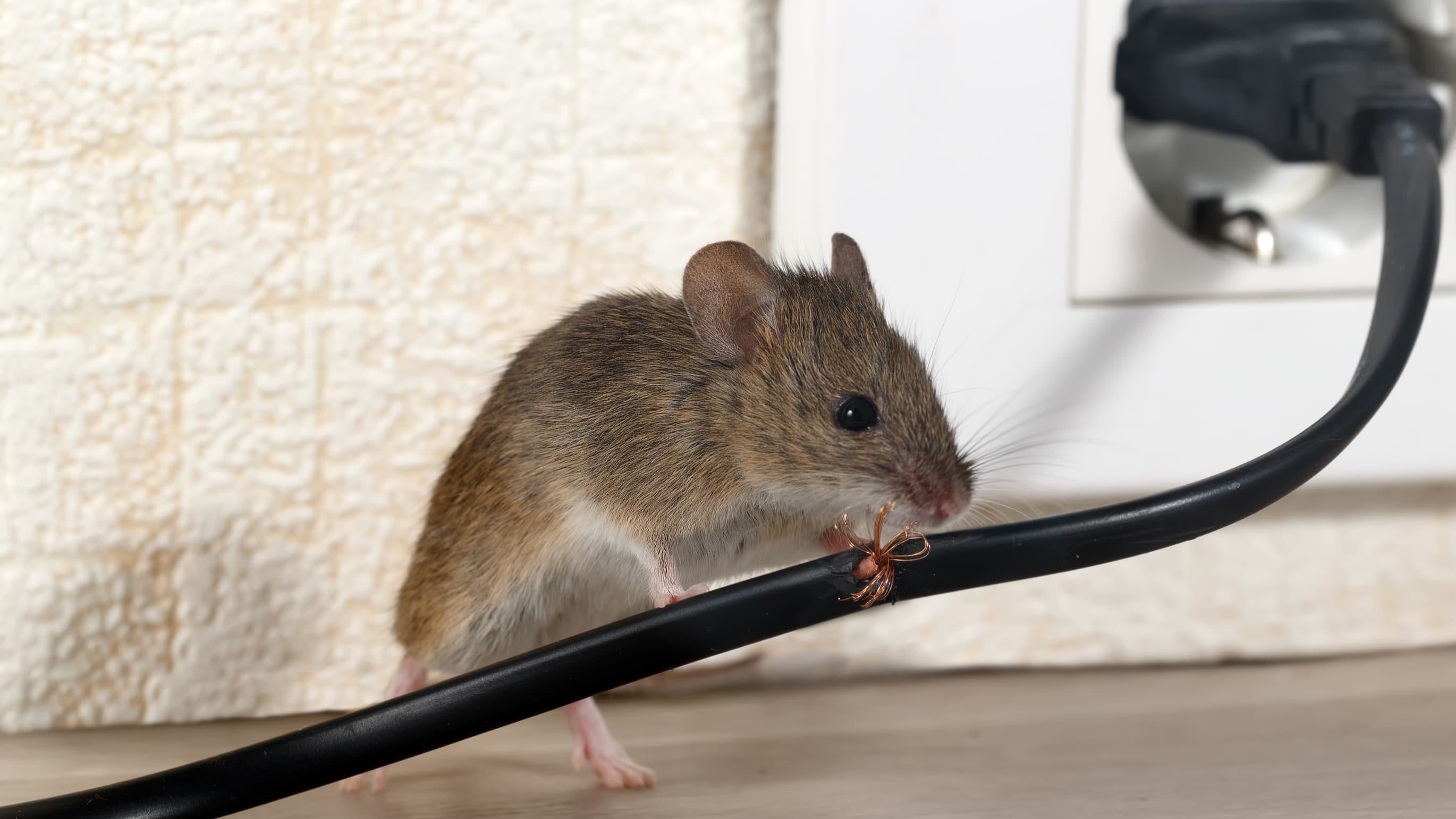 Trojan Mice