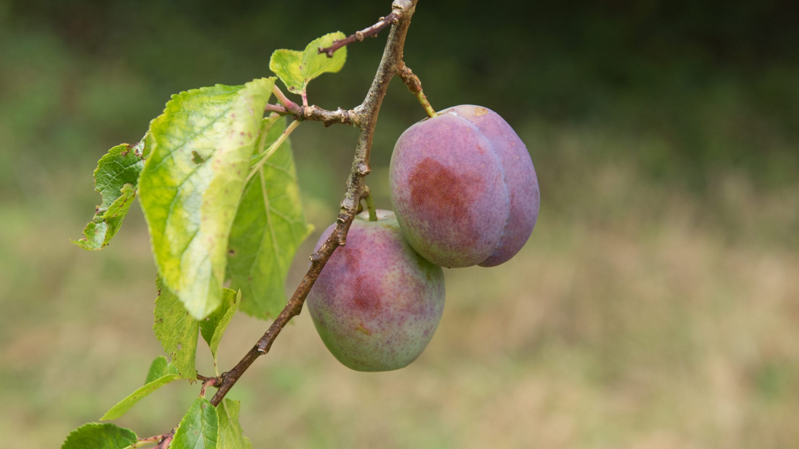 Plums on the tree – what’s going on with social mobility?