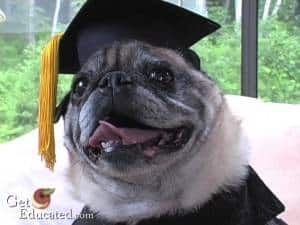 Educated dog with mortarboard