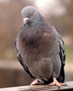 Wonkhe pigeon
