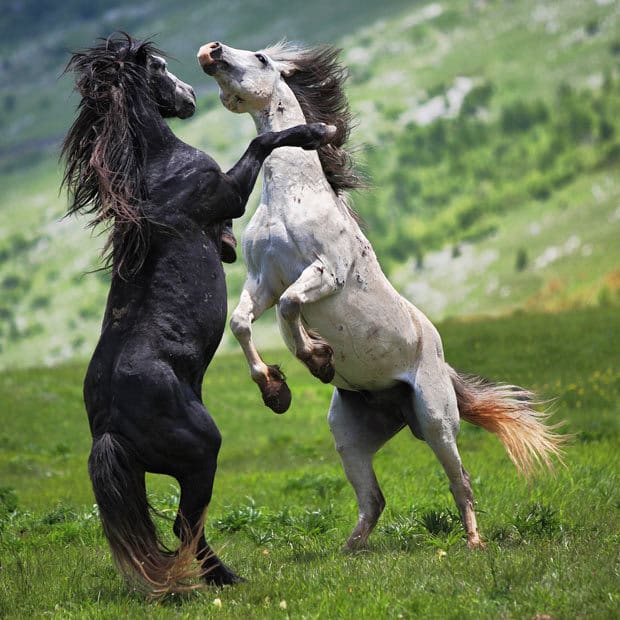 wonkhe horse fight