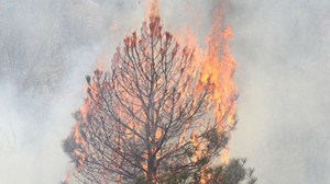 Wonkhe Tree Fire