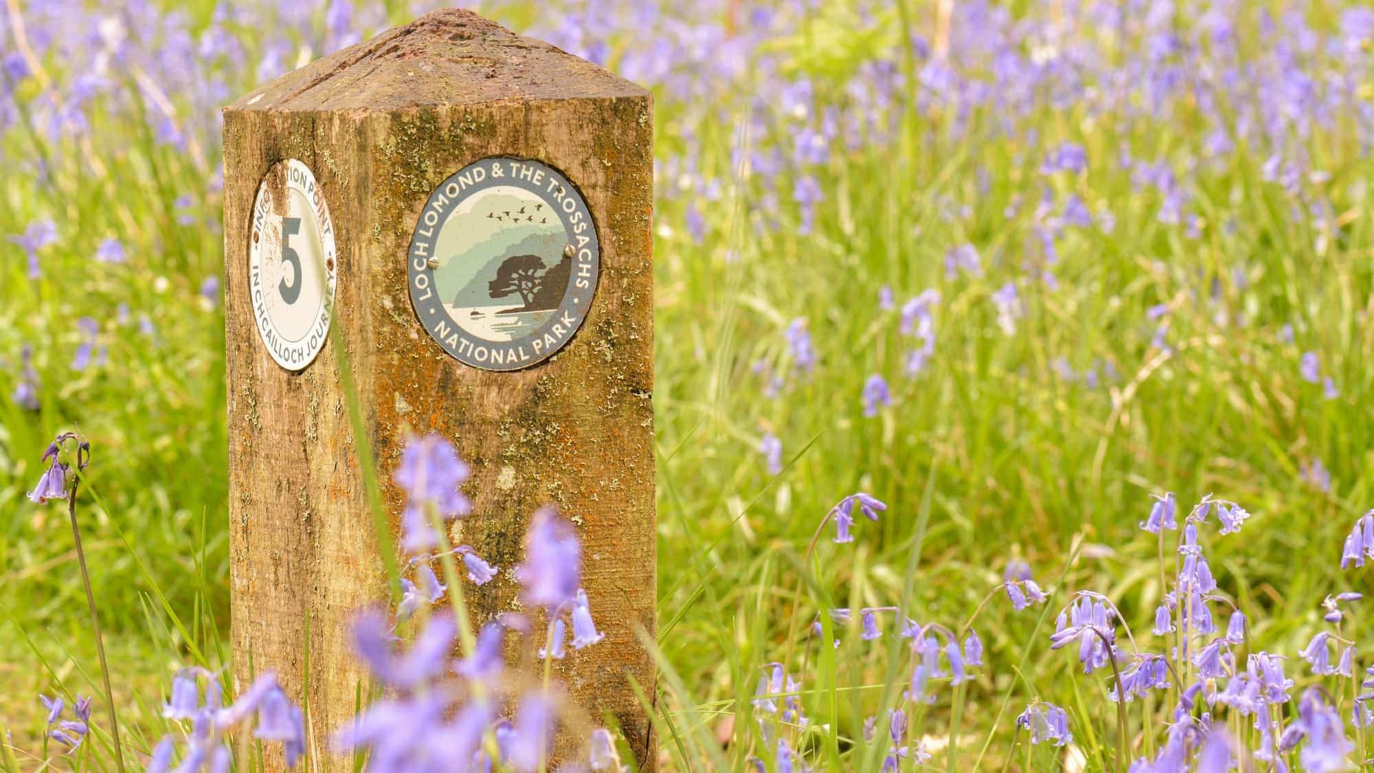 Scotland bluebells