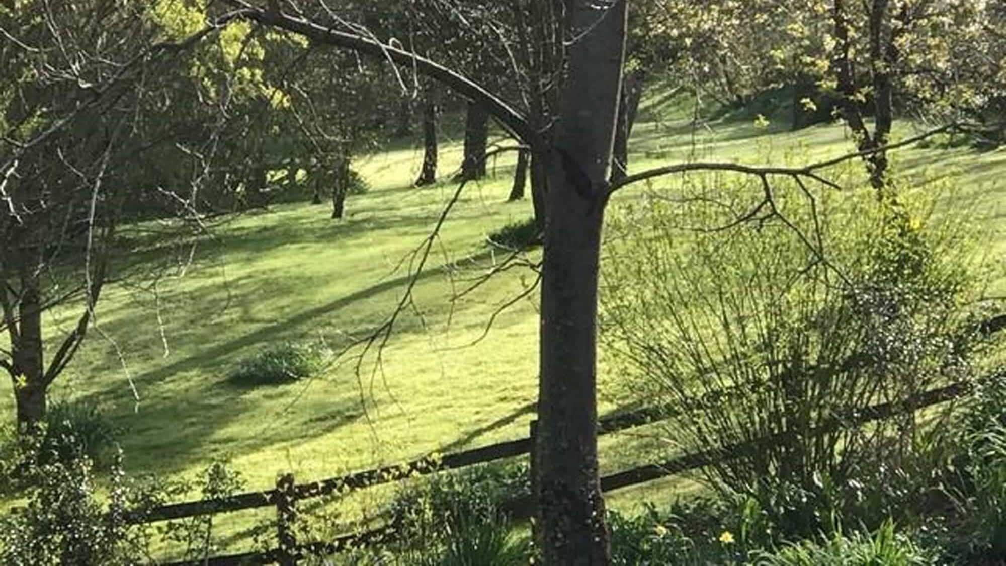 michael-barbers-tree-header