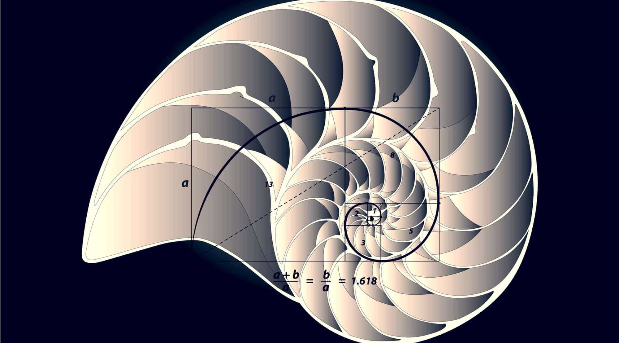 Wonkhe golden ratio shell