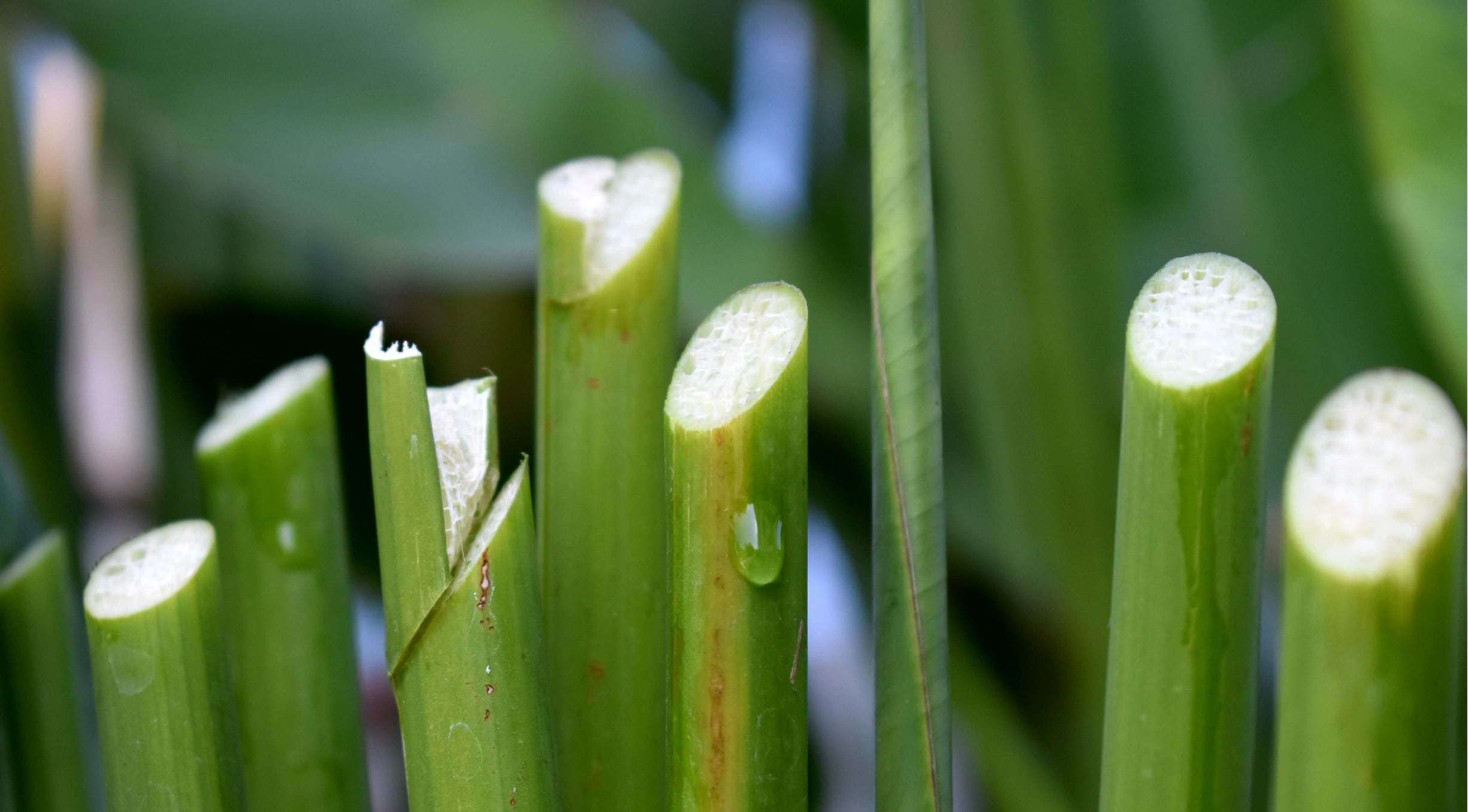 wonkhe-stem-plants-cuts