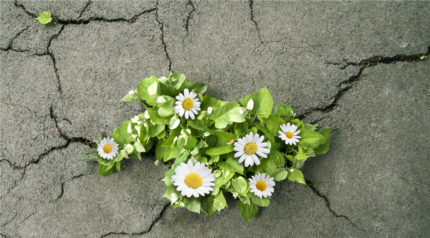 wonkhe-daisies-through-concrete