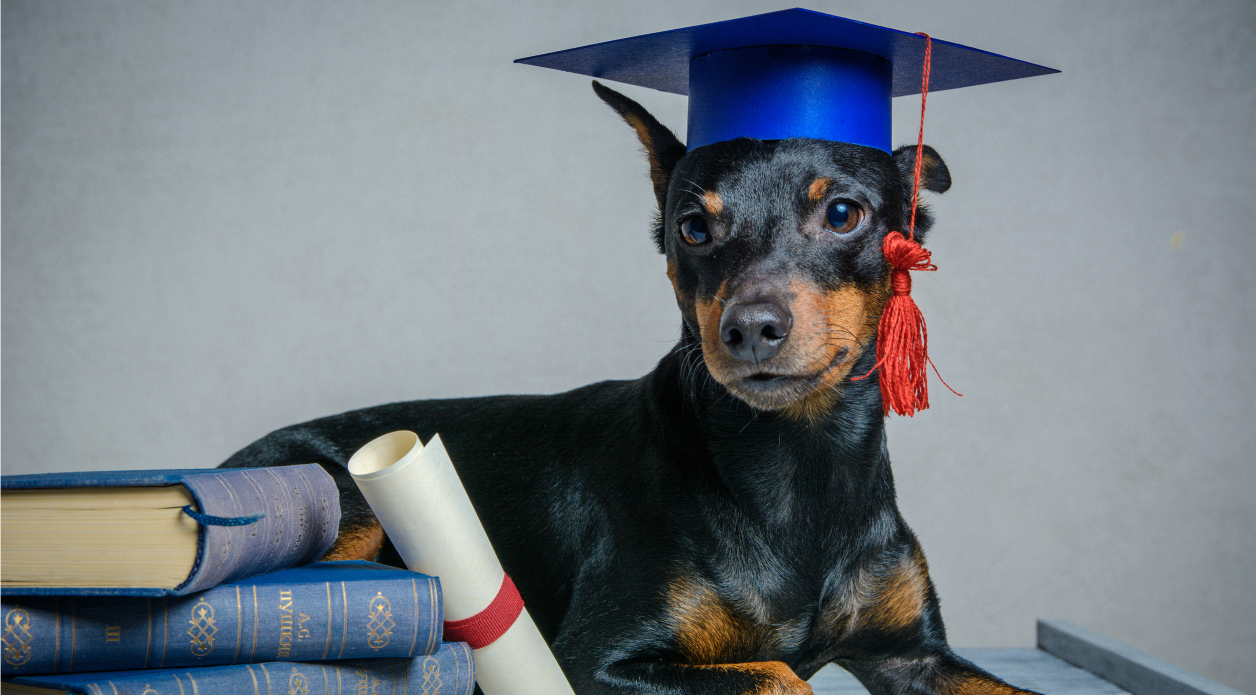 wonkhe-dog-graduation