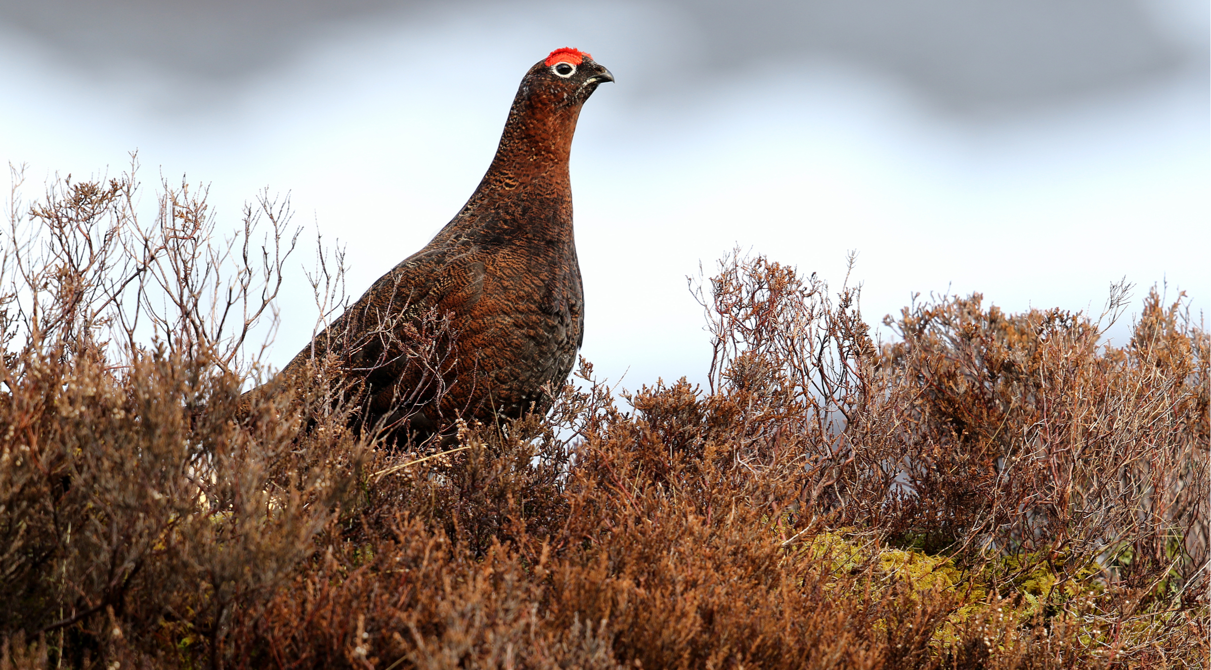 wonkhe-gamekeeper-grouse