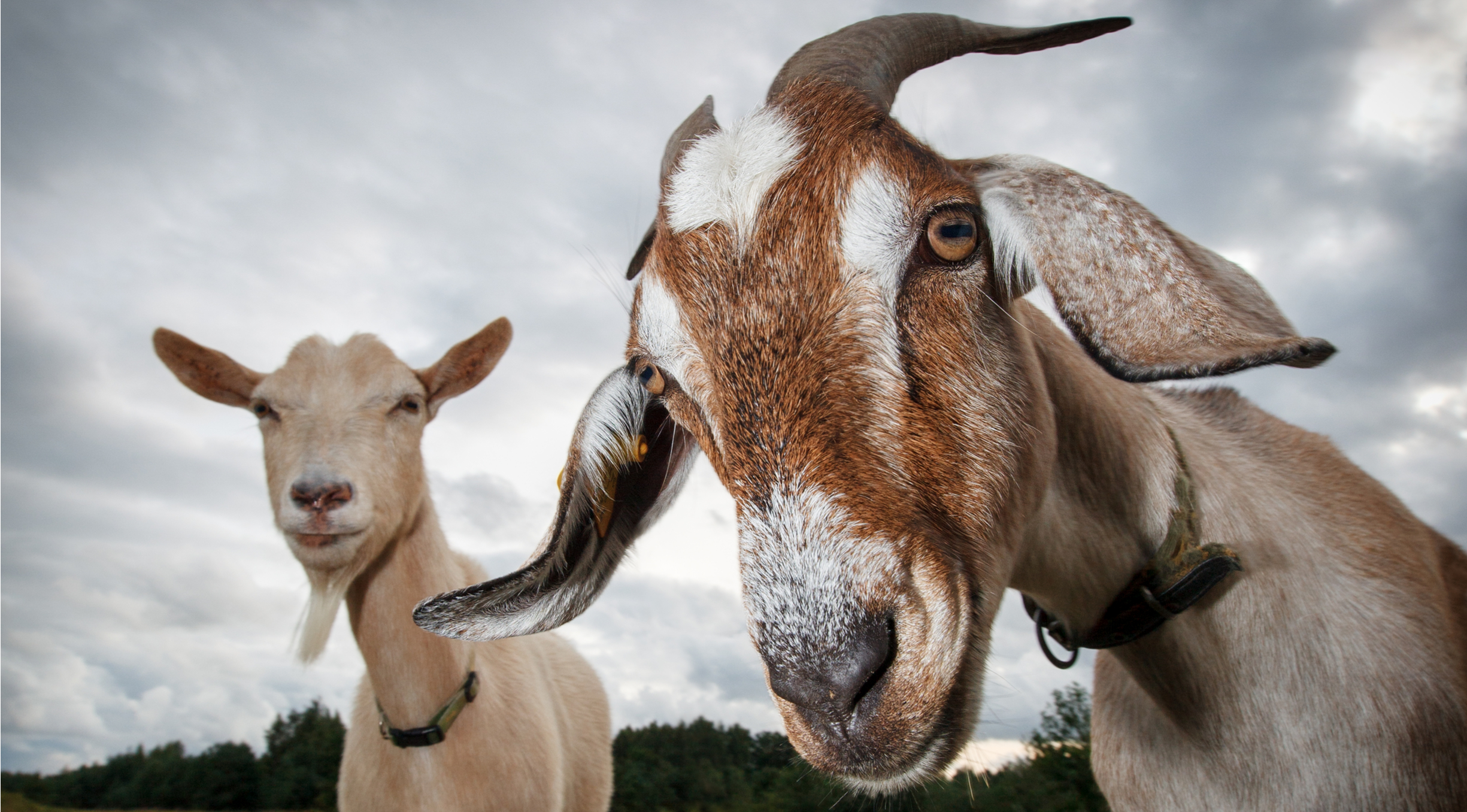 wonkhe-goats-goats-goats-goats-goats-goats