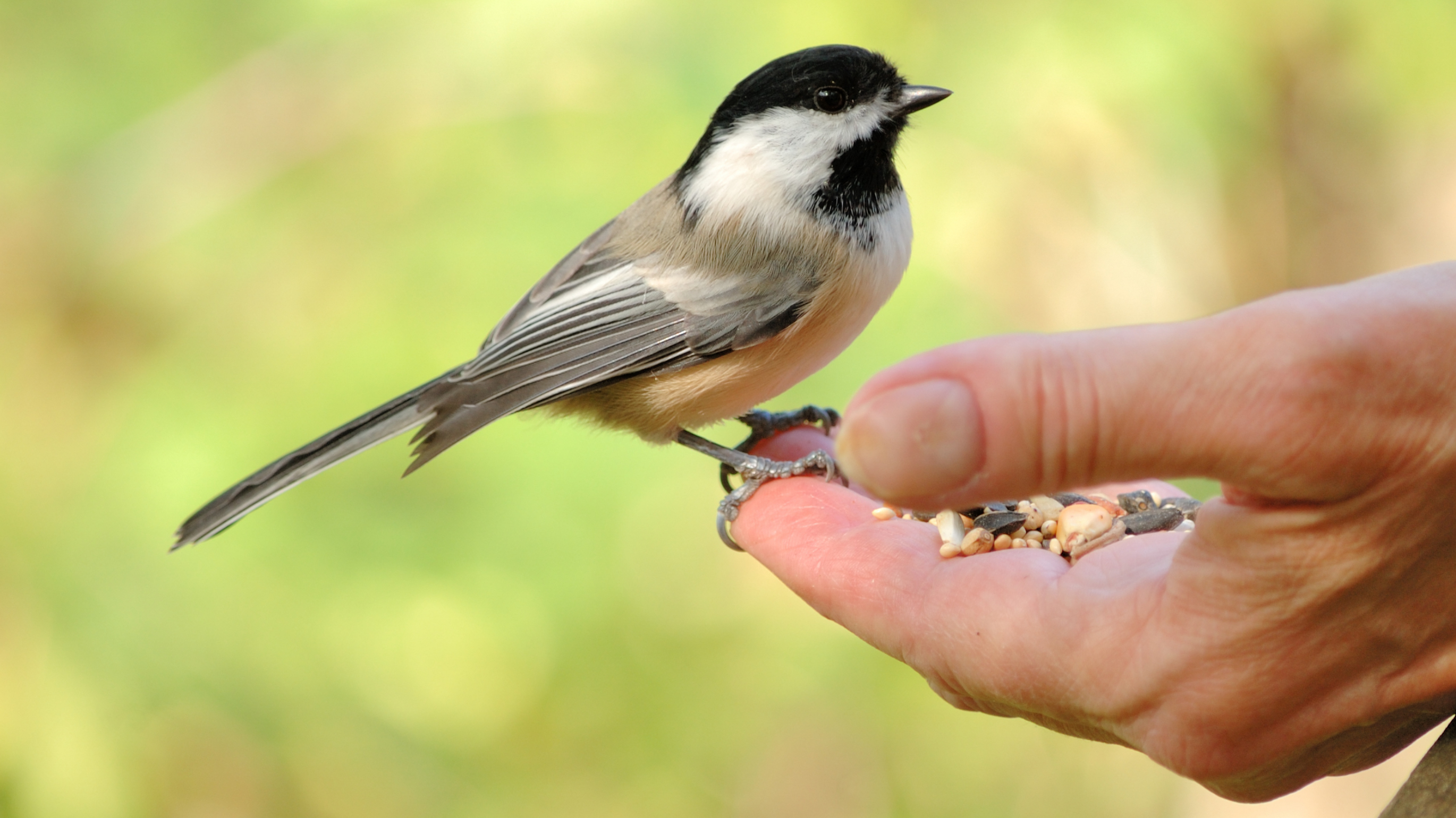 Wonkhe bird in the hand