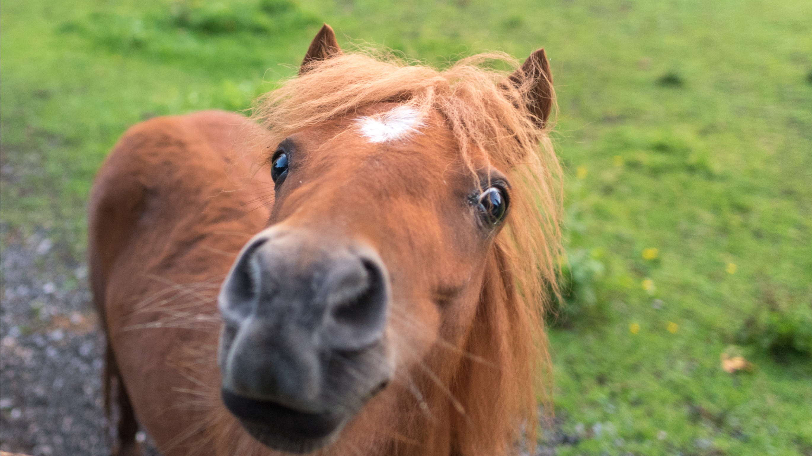 wonkhe-miniature-horse