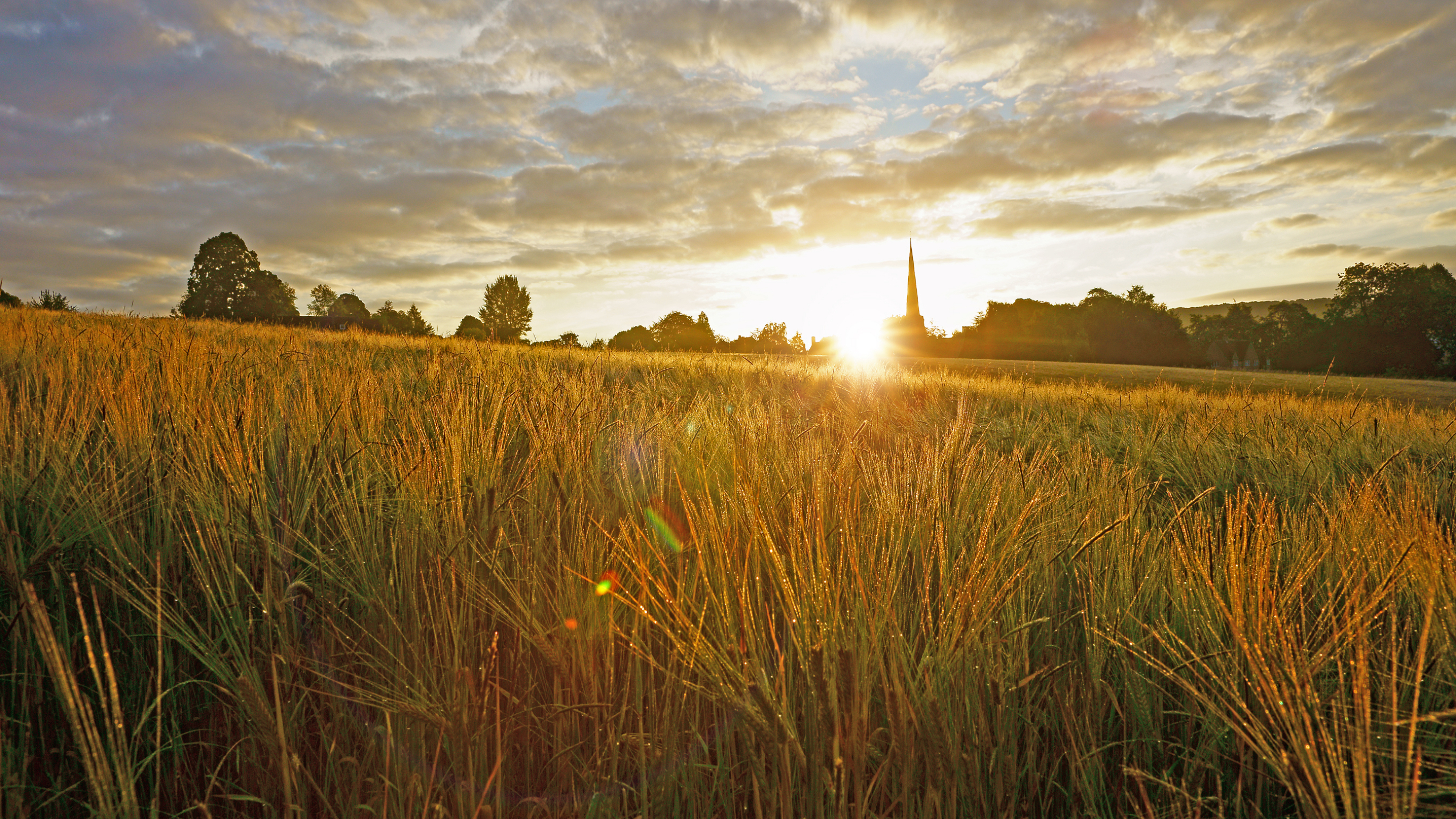 wonkhe-sunrise-harvest