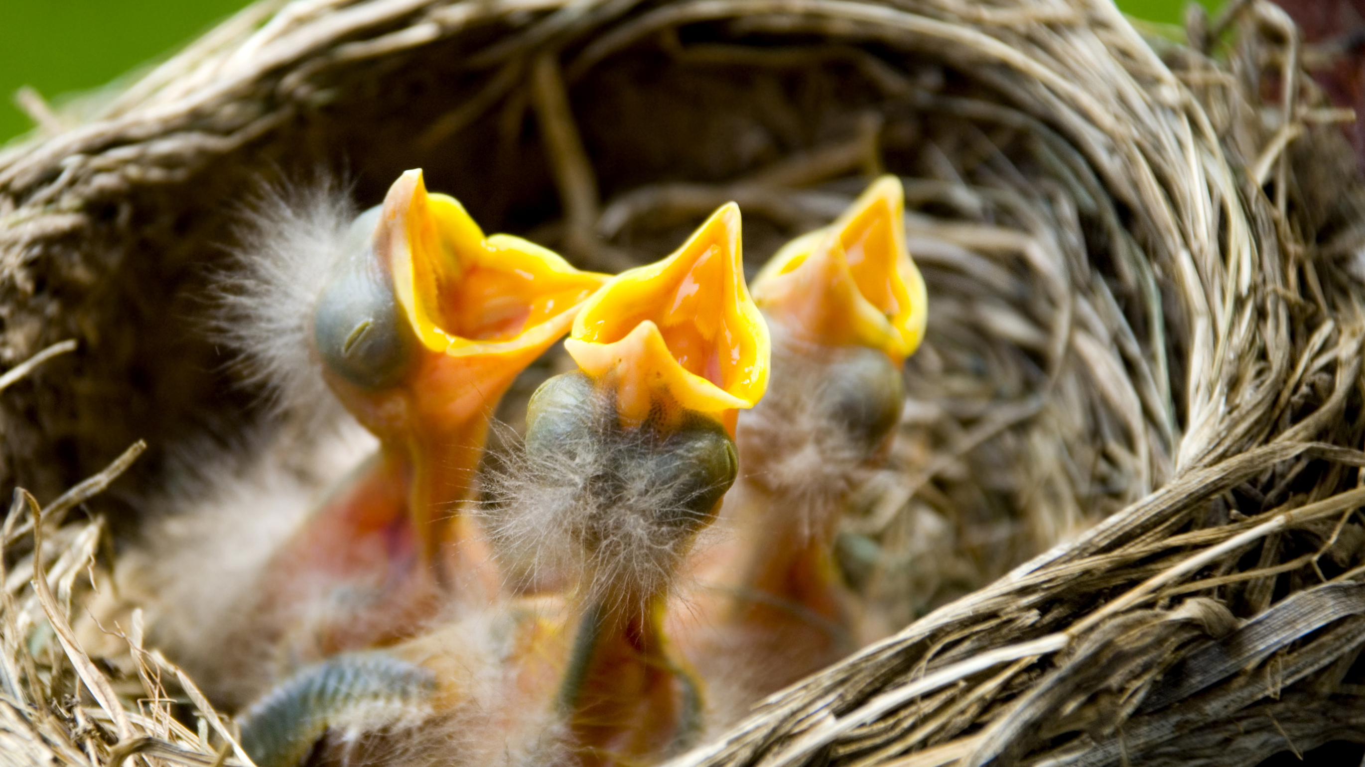 wonkhe baby birds