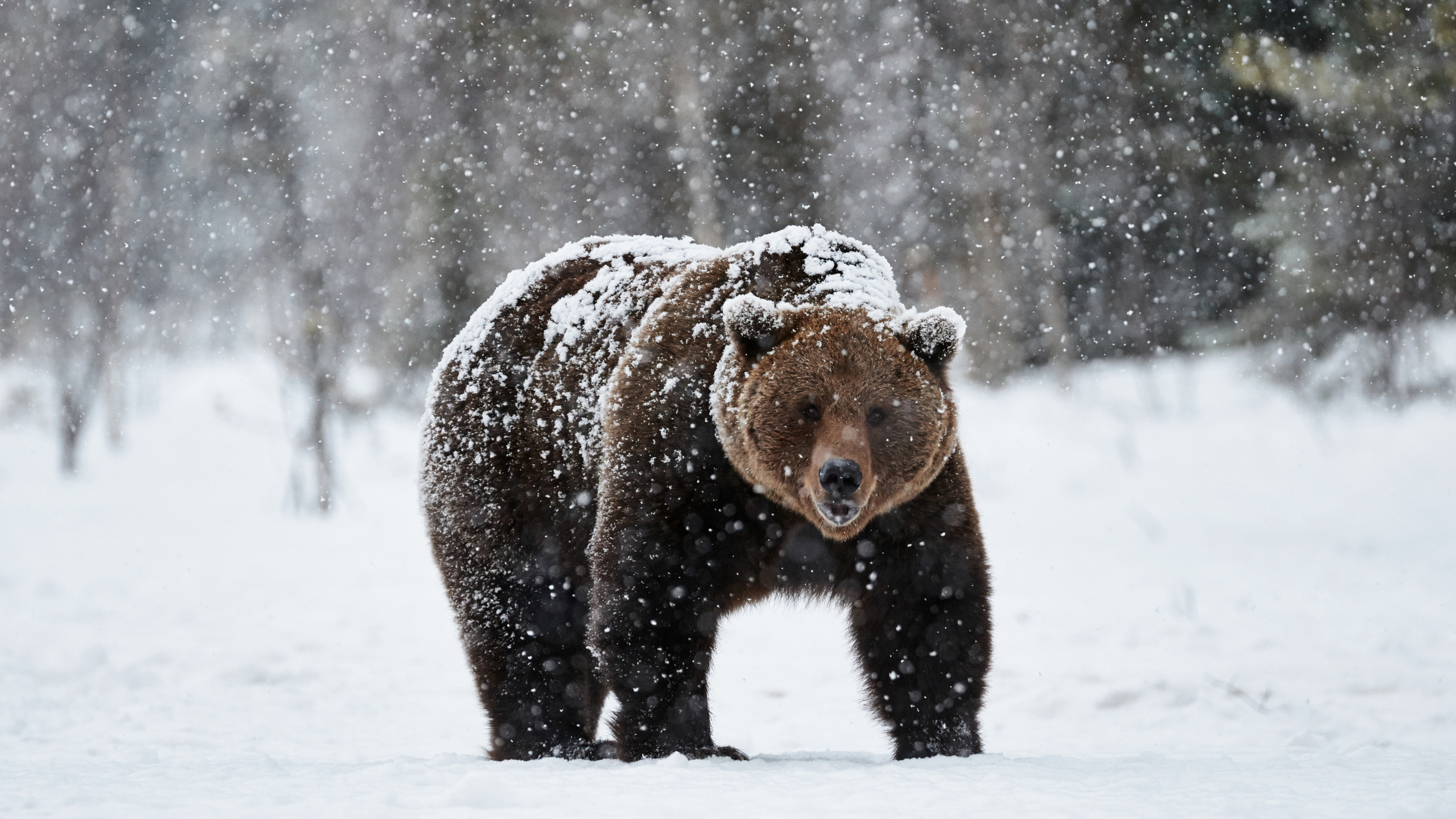 wonkhe brown bear snow