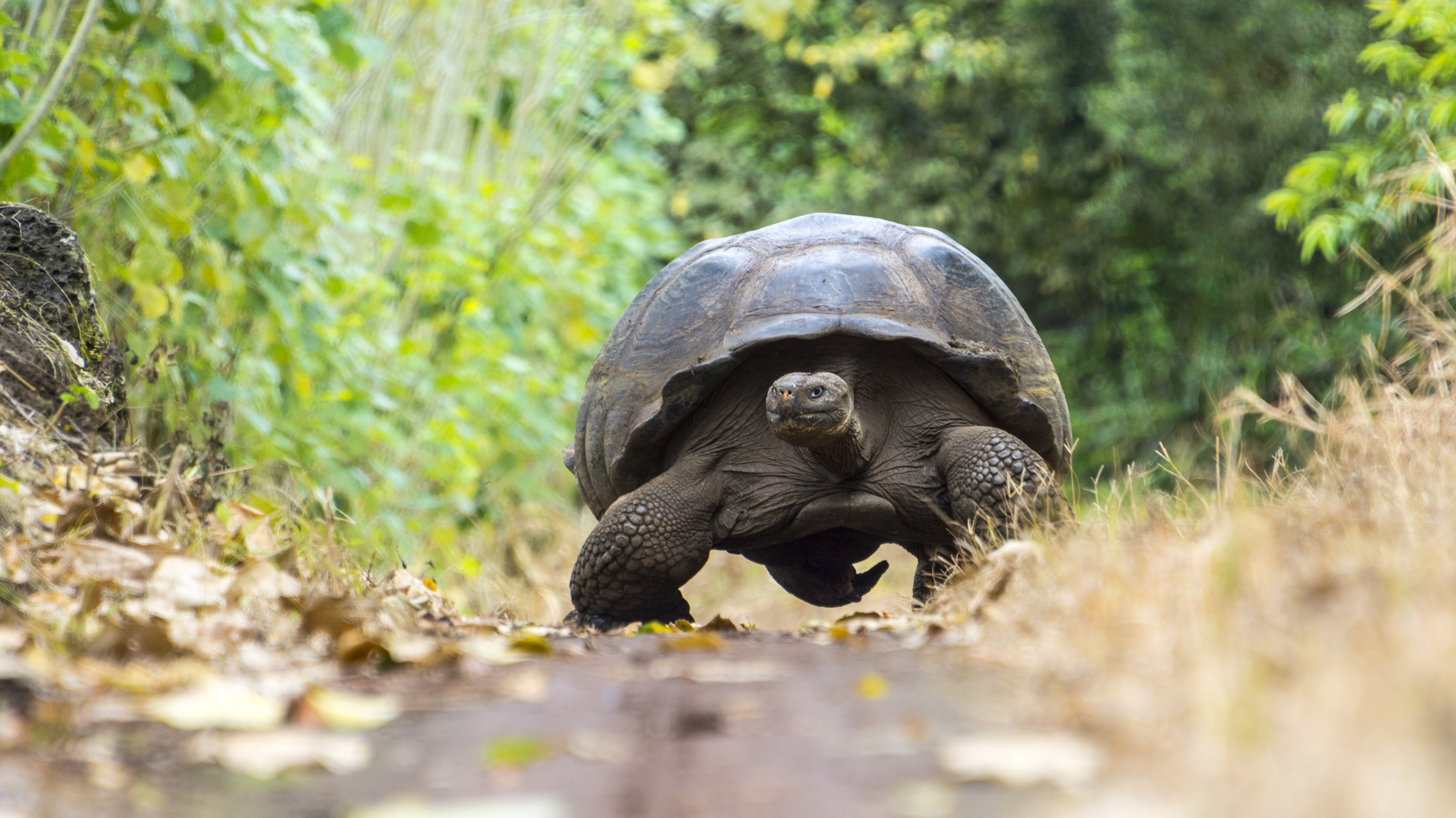 giant tortoise wonkhe