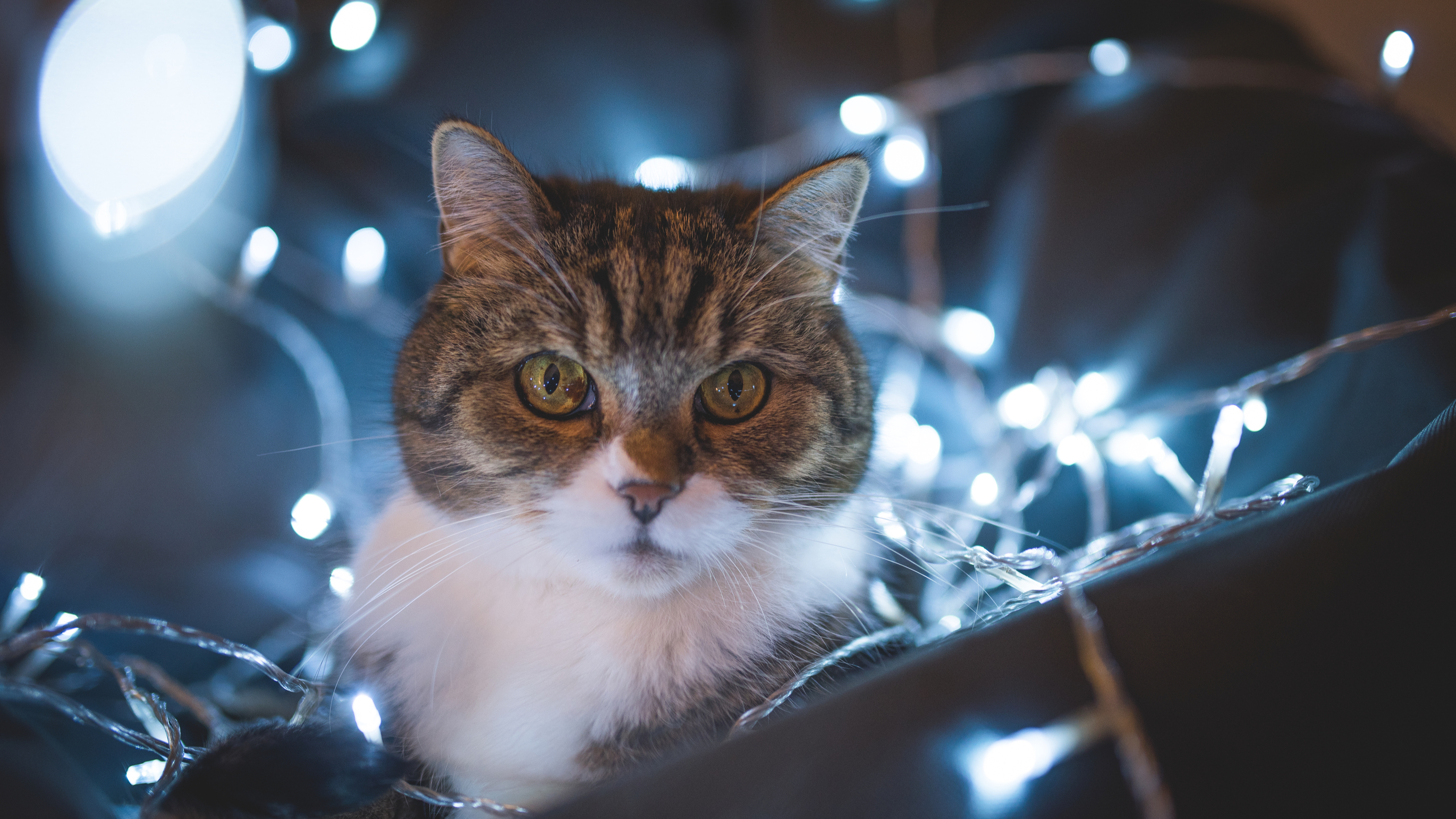 wonkhe-christmas-cats