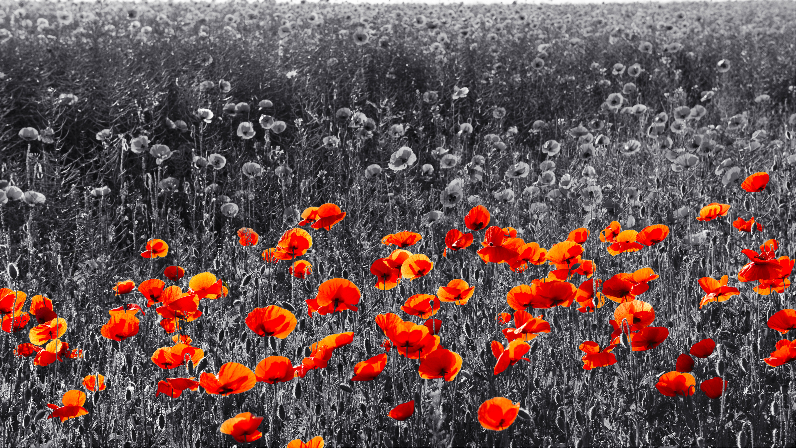 wonkhe-rememberance-poppies