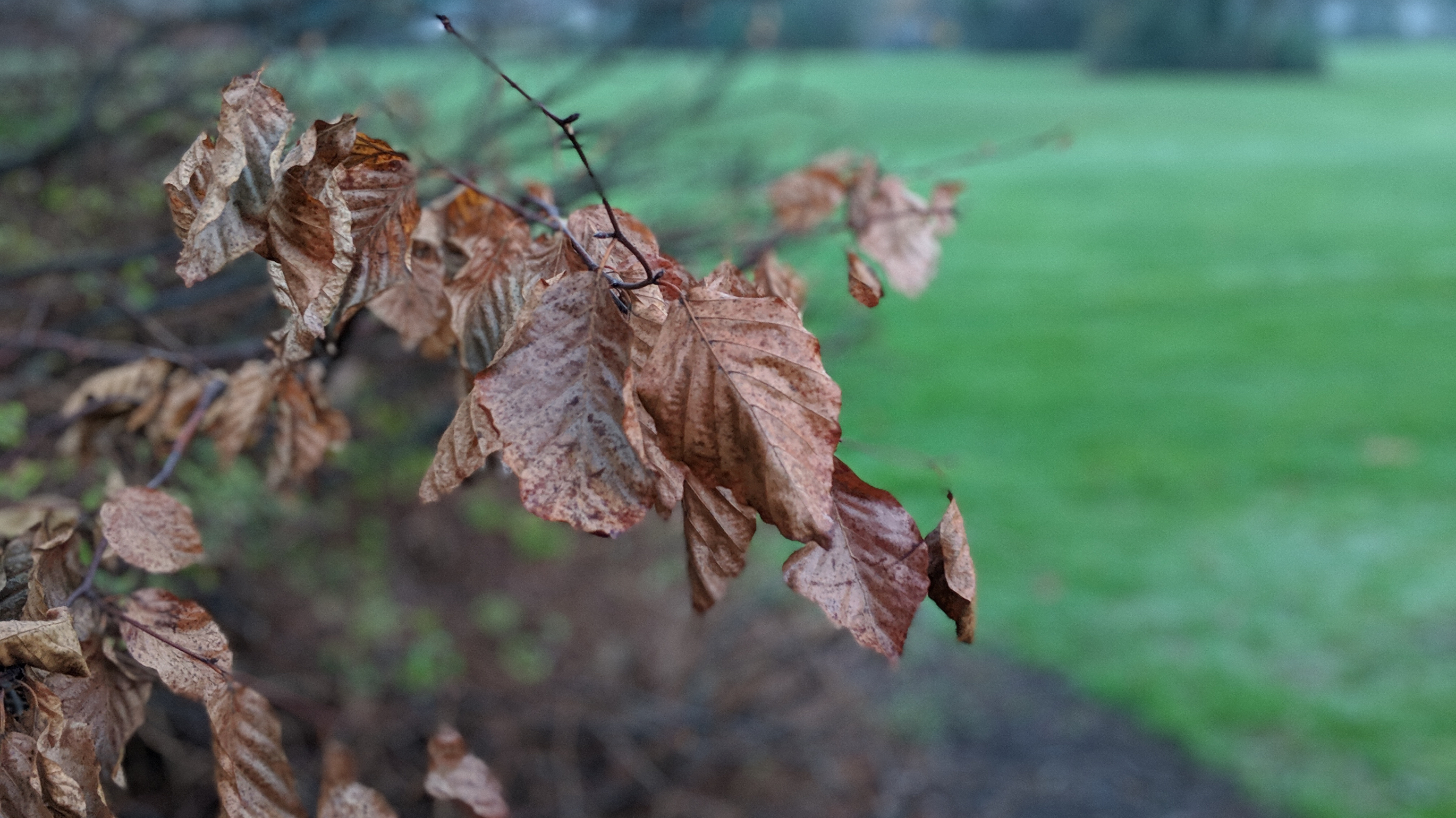 Wonkhe_dead_tree_garden