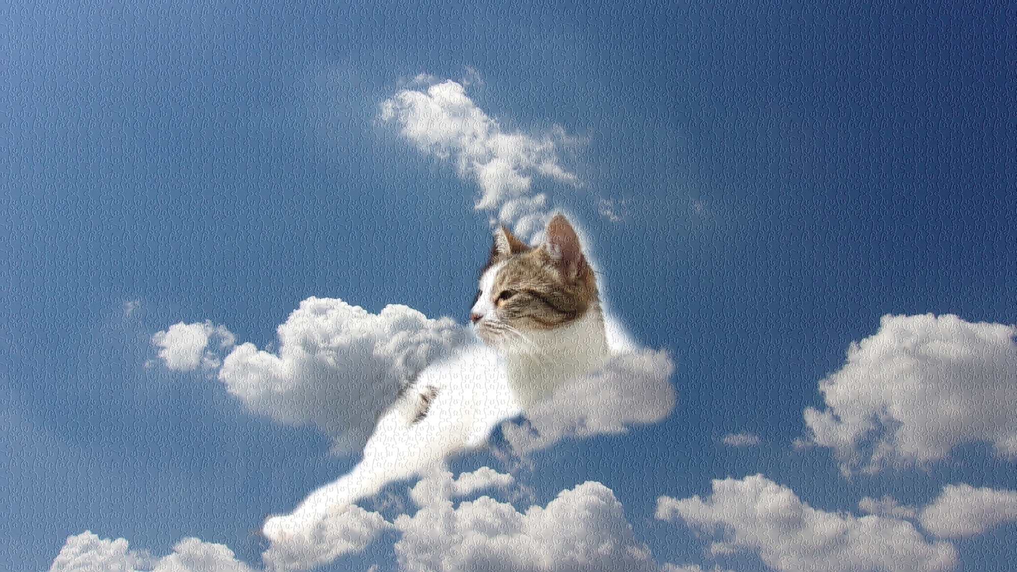 wonkhe-cat-cloud