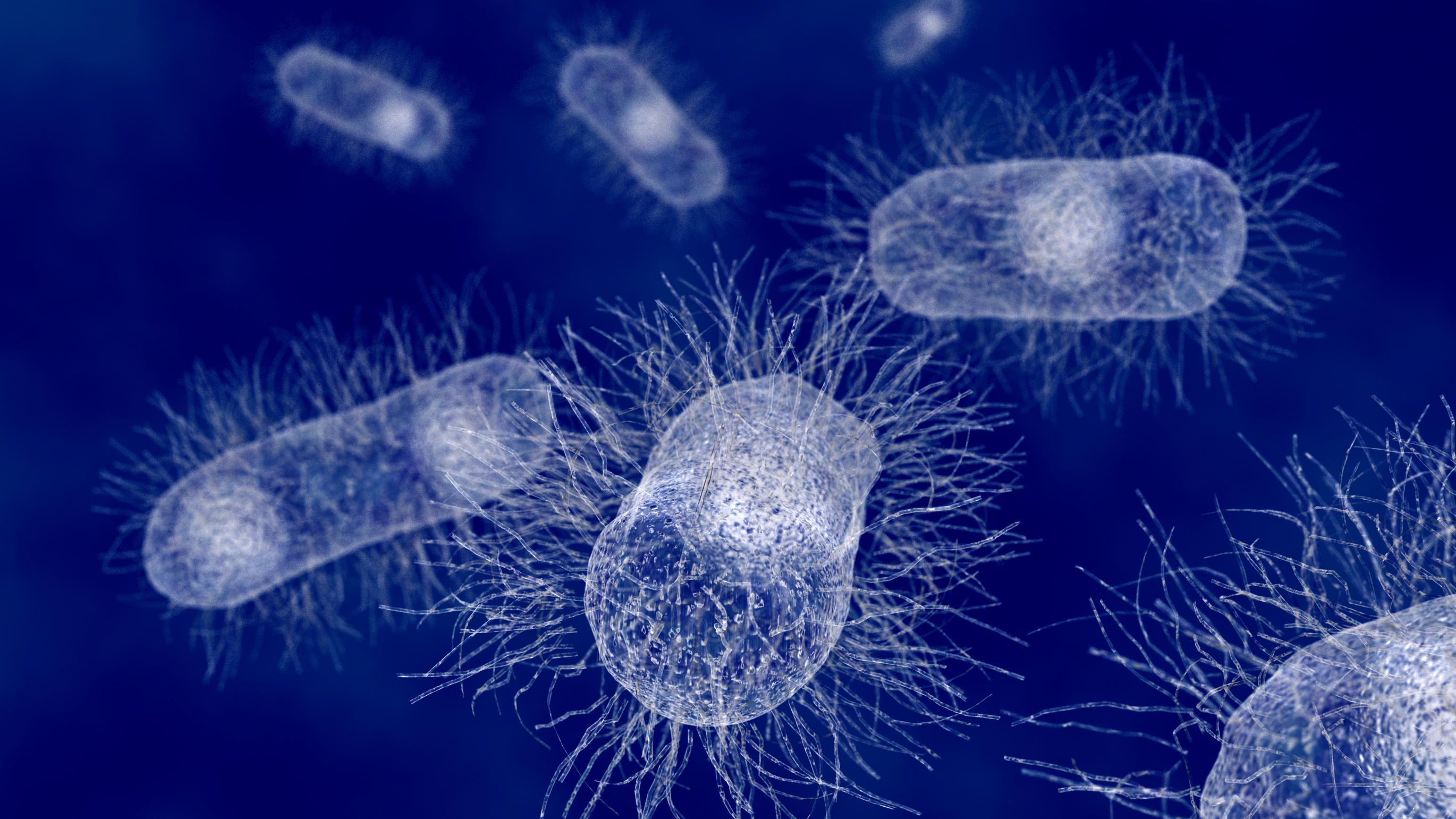 wonkhe-e-coli-bacteria