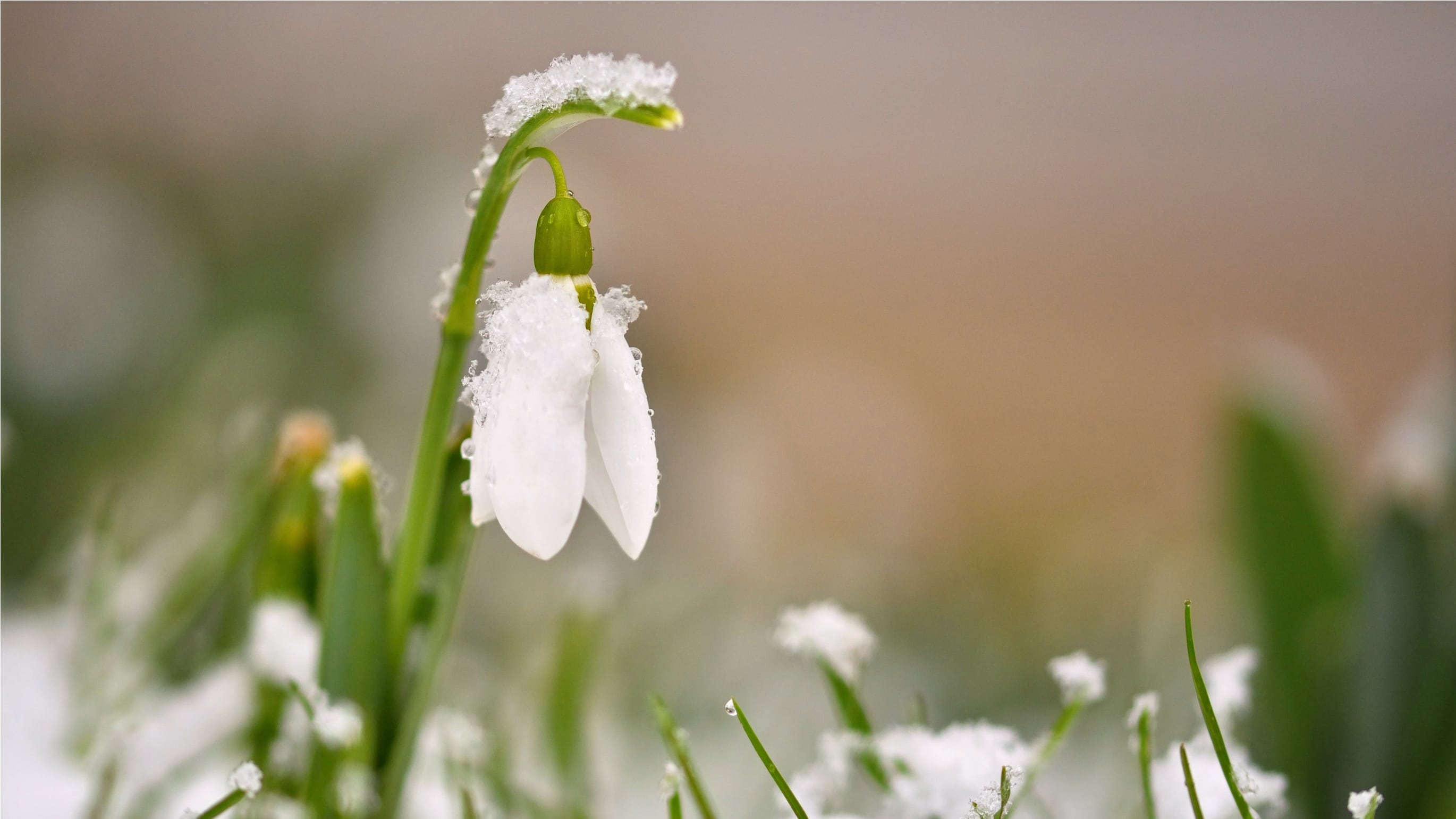 wonkhe-snowdrops