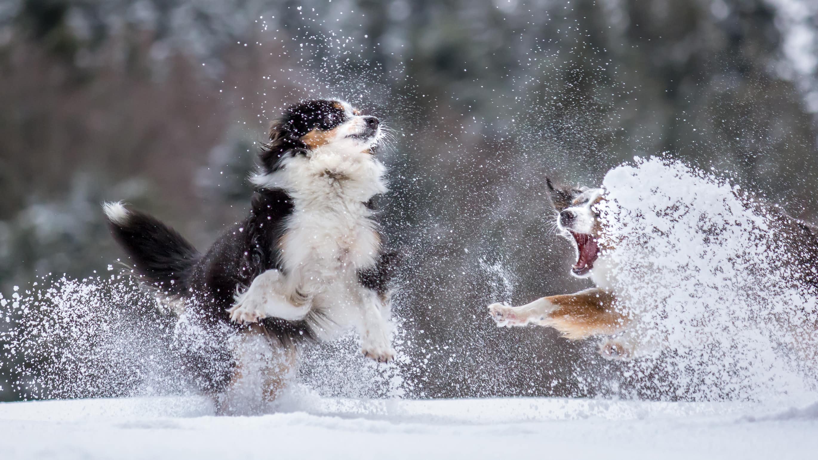 wonkhe_australia_dogs_playing_fighting