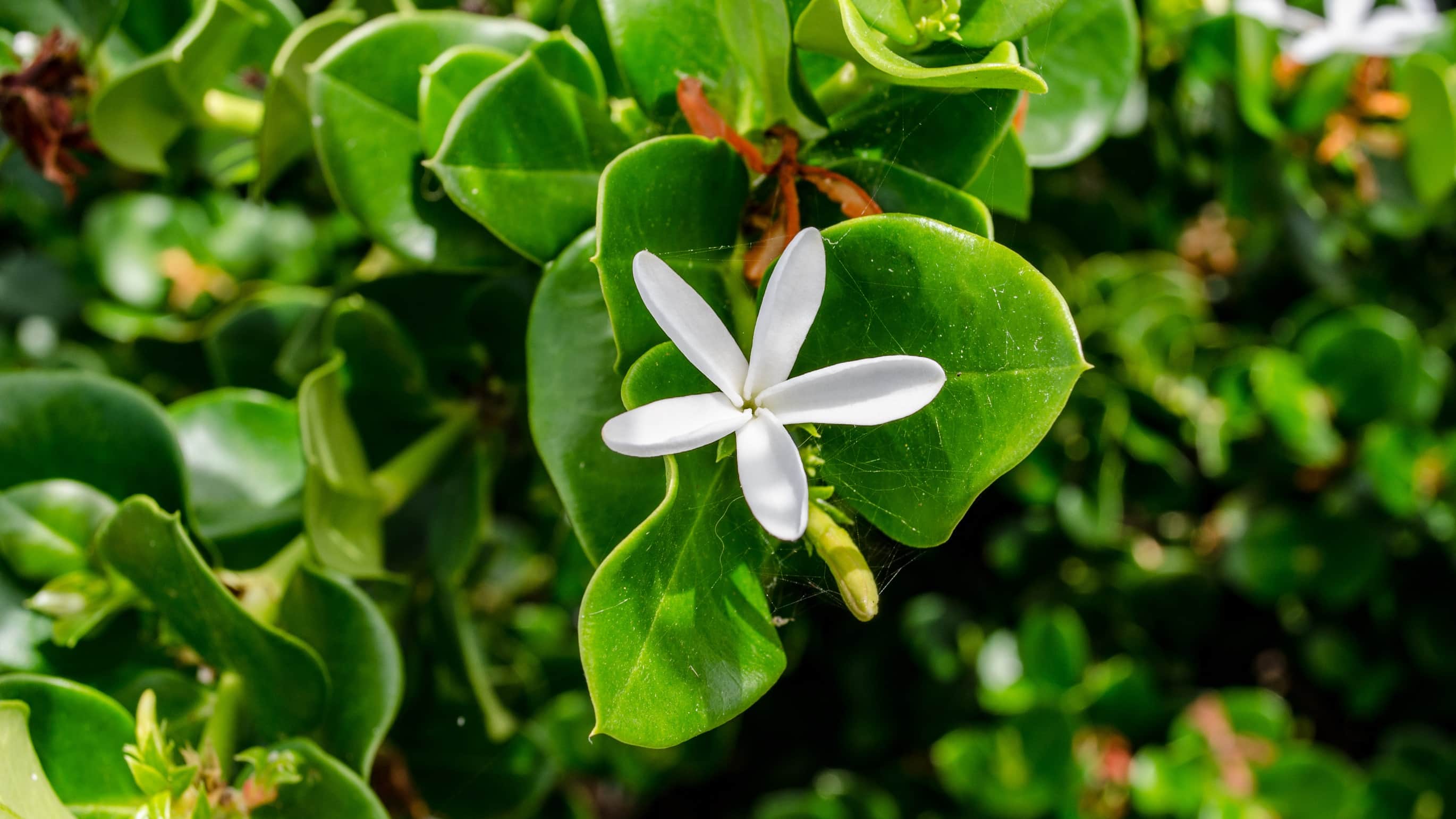 wonkhe-spring-jasmine