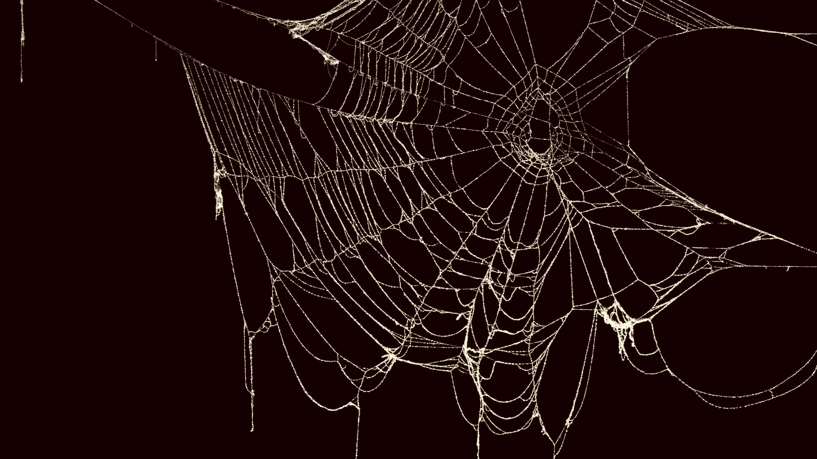 wonkhe-spider-web