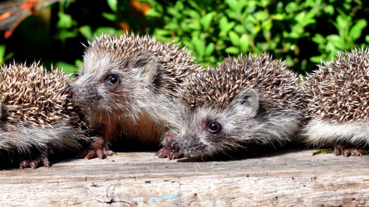 wonkhe-cute-hedgehogs