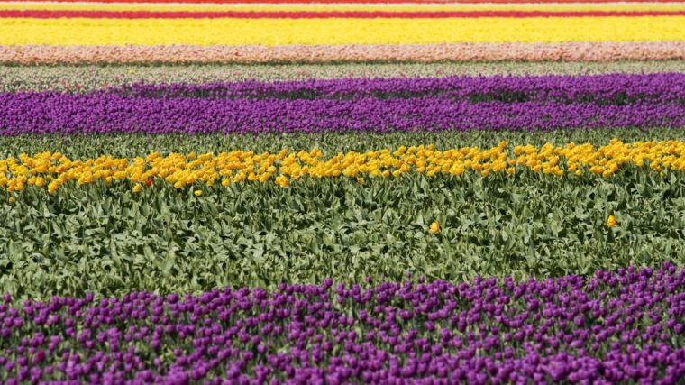 wonkhe-tulip-fields