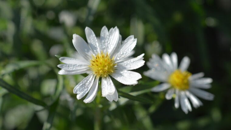 wonkhe-michaelmas-daisy