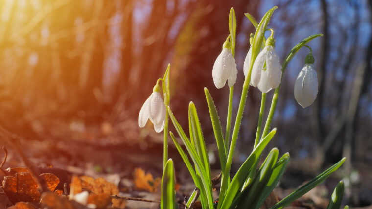 wonkhe-snowdrops-sunrise