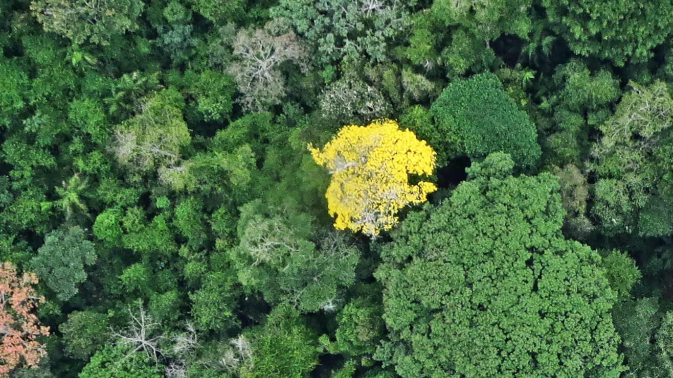 tropical-forest-from-above_1600