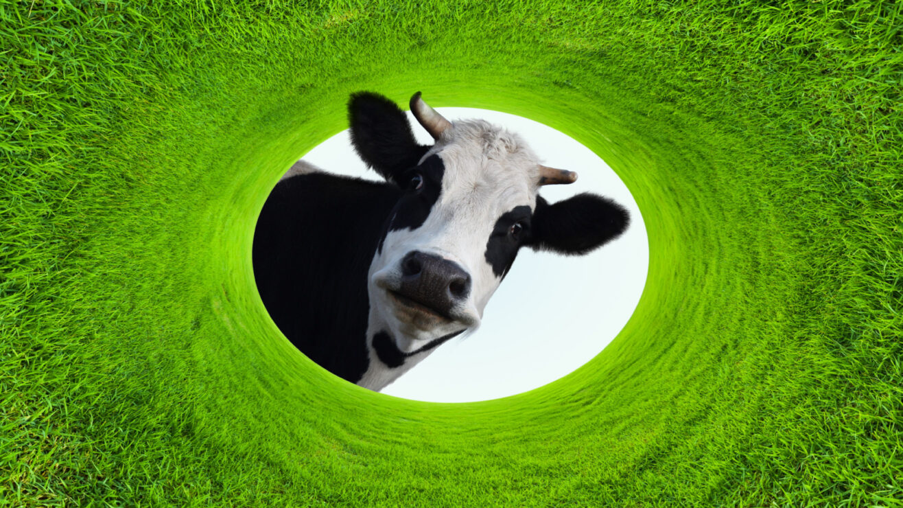 Wonkhe-Spherical-Cow