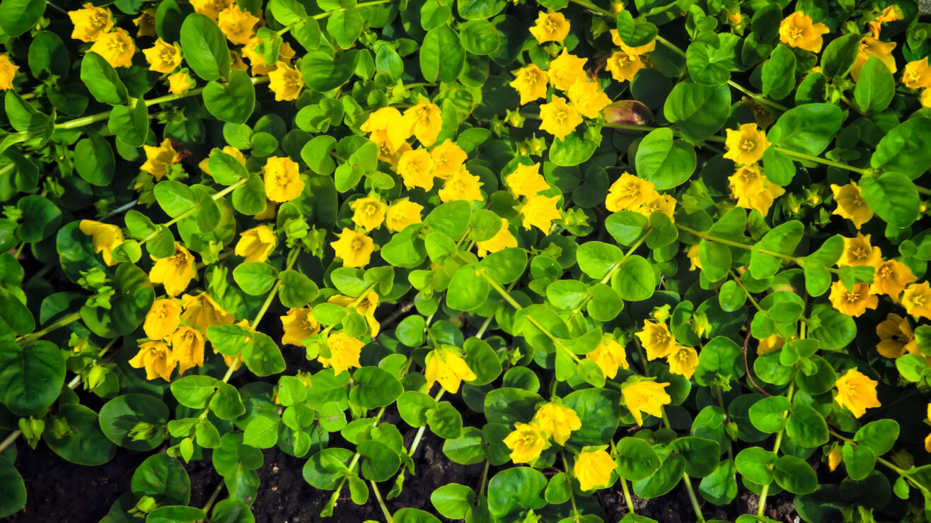 Wonkhe-Moneywort