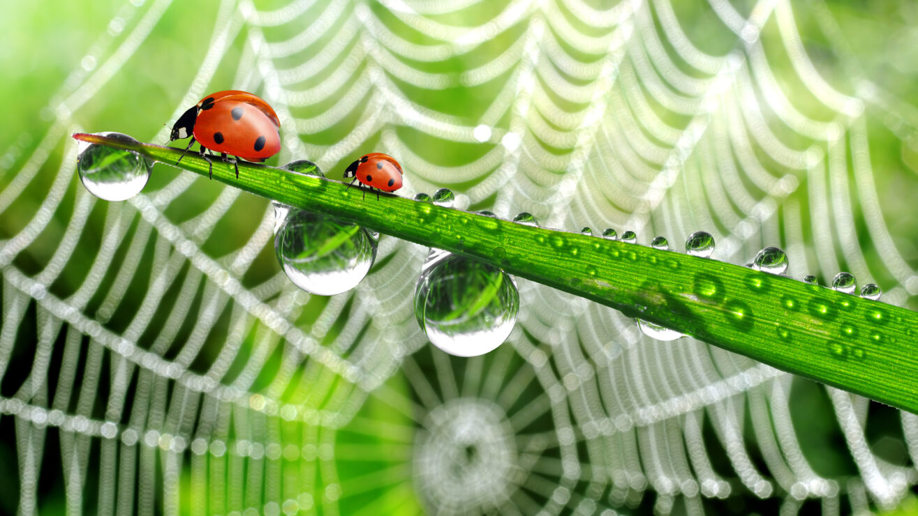 Fresh,Morning,Dew,And,Ladybird