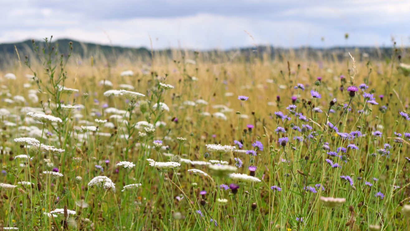 Wonkhe-spring-meadow