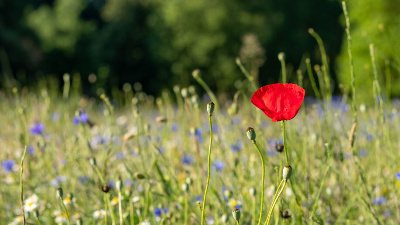 Wonkhe-flowers-poppy