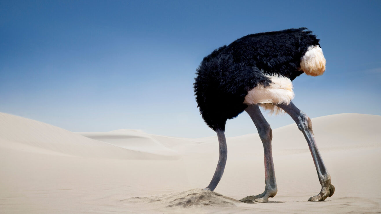 Ostrich,Burying,Head,In,The,Sand,,Tsavo,East,National,Park,