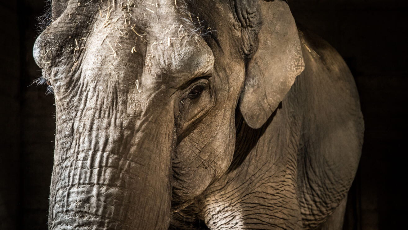 Beautiful,Old,Elephant,Trapped,In,A,Cage