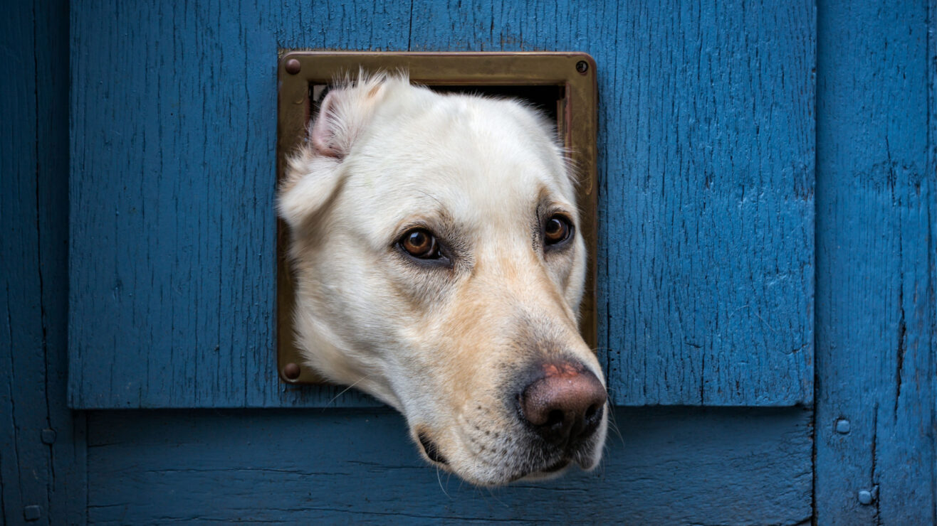 Wonkhe-Catflap-Dog