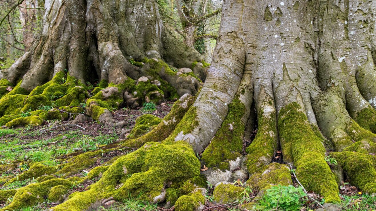 A,View,Of,Beech,Tree,Trunks,With,Their,Beautiful,Root