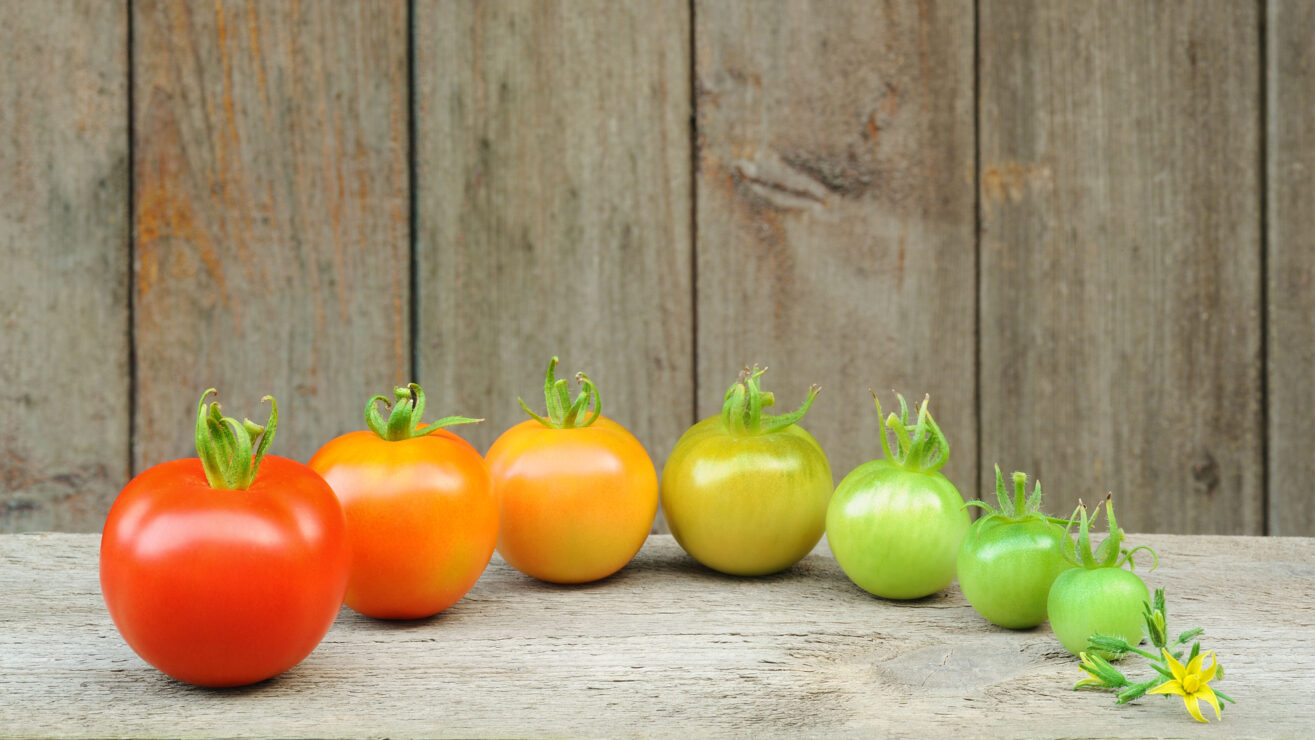 Evolution,Of,Red,Tomato,-,Maturing,Process,Of,The,Fruit