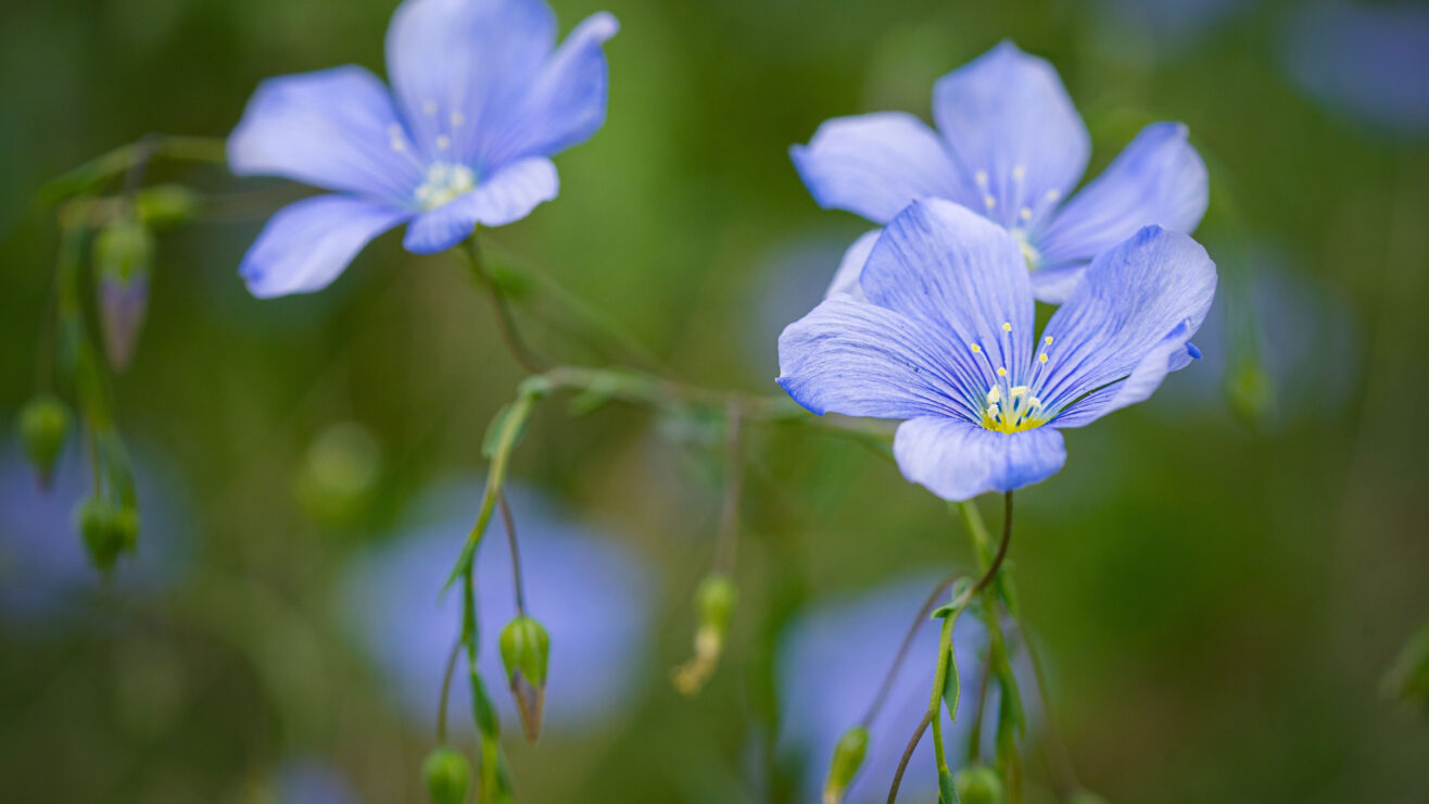 Wonkhe-Spring-Flowers24