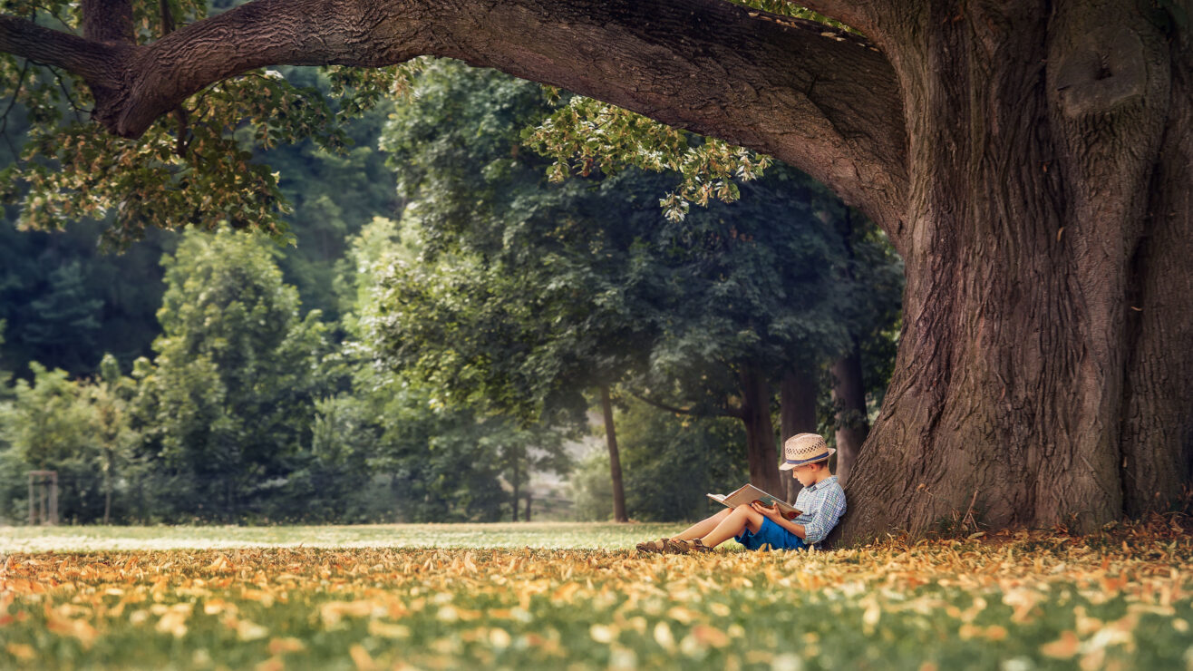 Little,Boy,Reading,A,Book,Under,Big,Linden,Tree