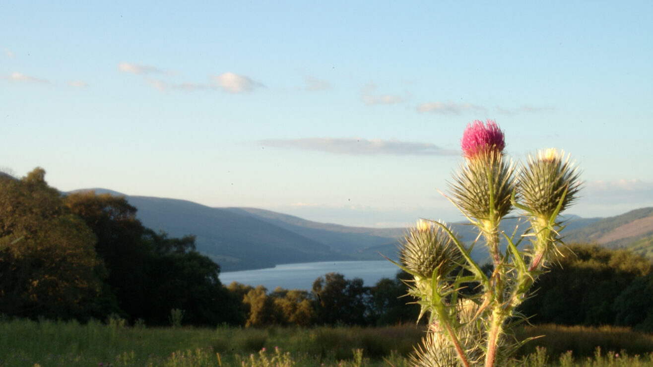 Scottish,Thistle,Close,Up,With,Loch,Tay,In,Background