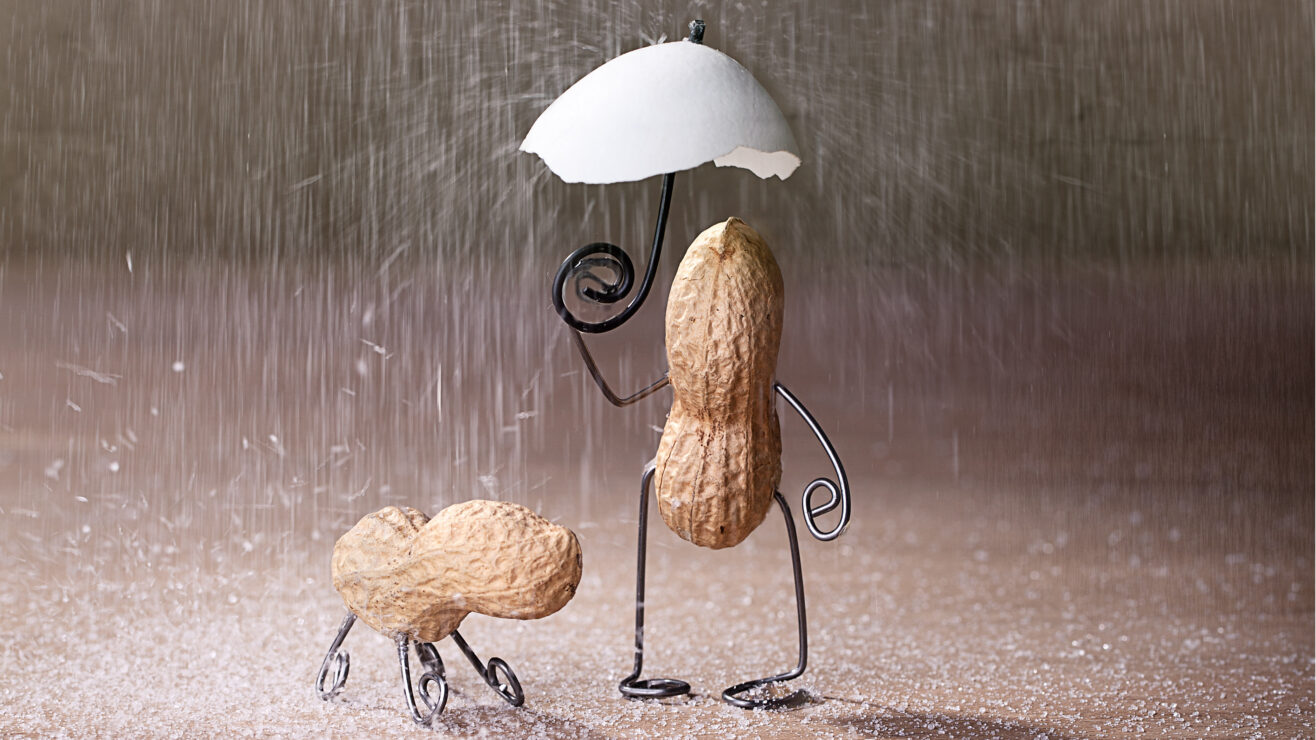 Miniature,With,Peanut,Man,And,Dog,Under,Umbrella