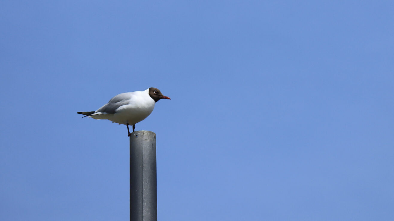 A,Black,Headed,Seagull,Standing,On,A,High,Perch,With